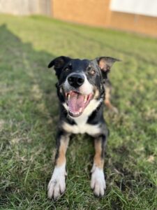 Pet Image